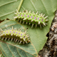 Illustration for article titled Stinging Caterpillars Are Real and They're In Your Garden